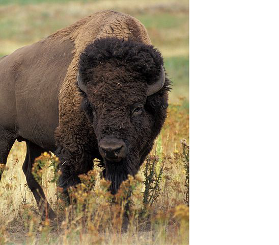 bison