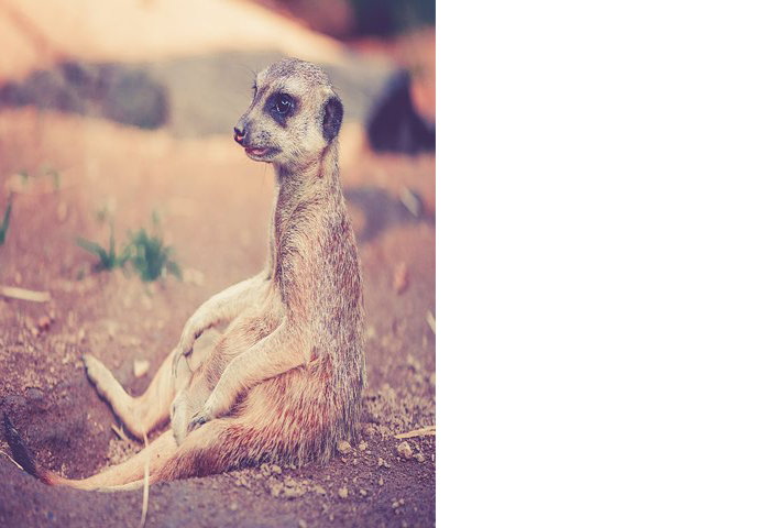 meerkat