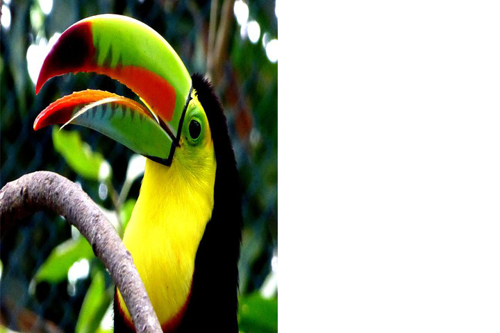 tucan